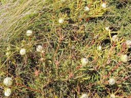 Leucadendron linifolium of a different colour